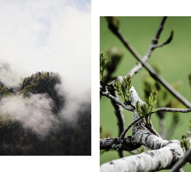 Double picture - cloudy forest and tree shoot