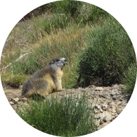 Marmot