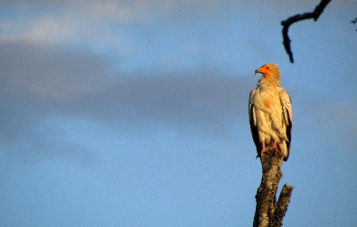 EAgle on a tree