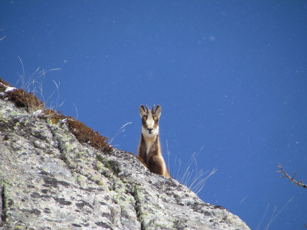 chamois.JPG