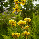 Rando Botanique en Ariège (Couserans)