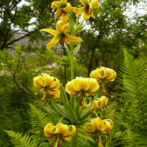 Rando Botanique en Ariège (Couserans)